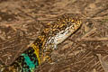 Kakhyen Hills Spiny Lizard Paracalotes kakhienensis